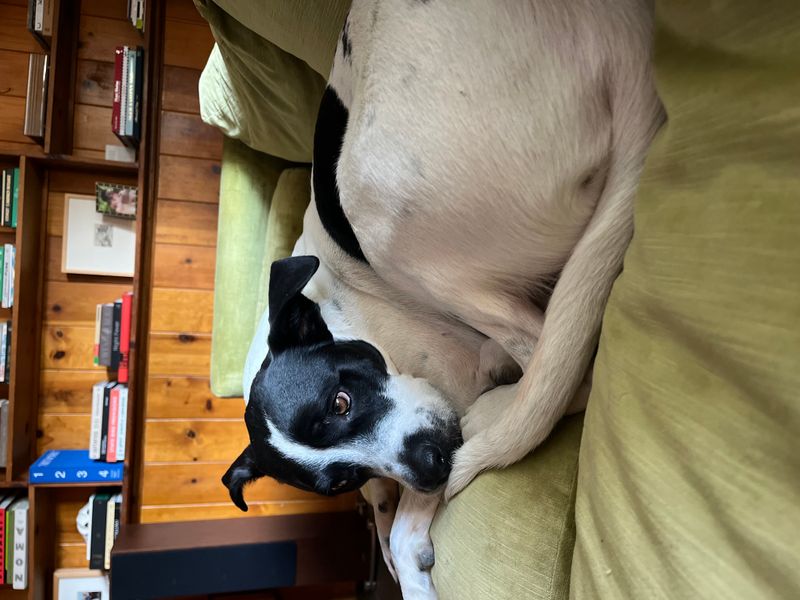 Cowboy resting on the couch.