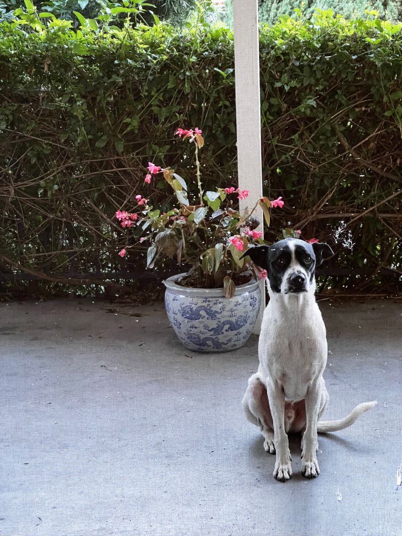 Cowboy sitting patiently outside while we cook. Cowboy is afraid of the kitchen.