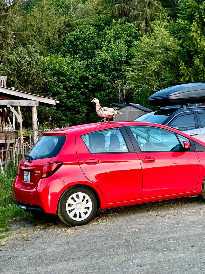 A duck standing on top of a red Toyota Yaris.
