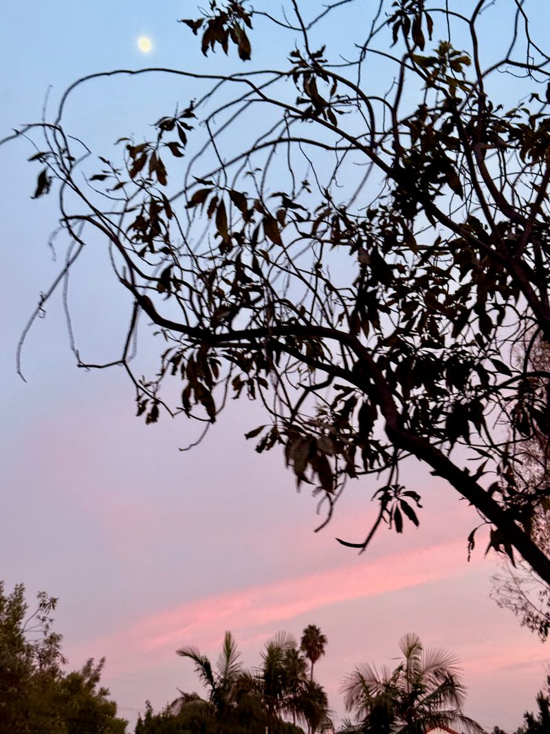 A Griffith tree sillhouette.